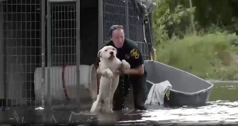 Dog Owners Who Left Dogs Chained To Trees And Cars In Hurricane Could Face Criminal Charges