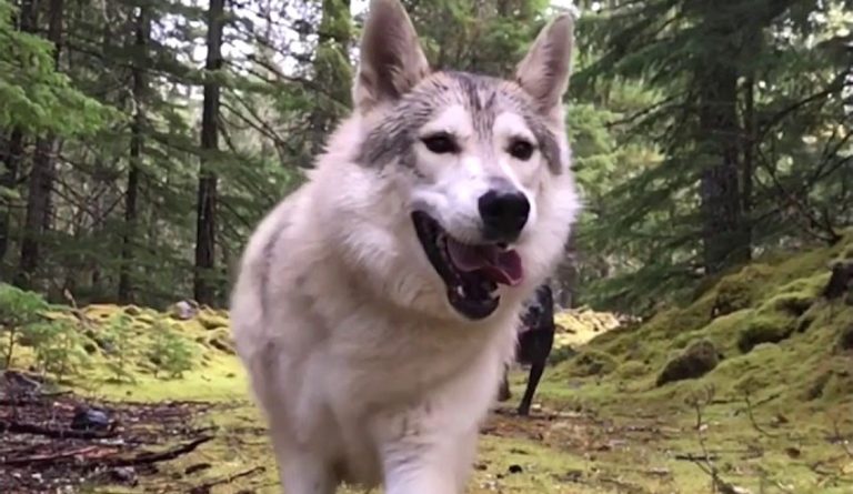 Therapy Dog Shot And Killed By Hunter