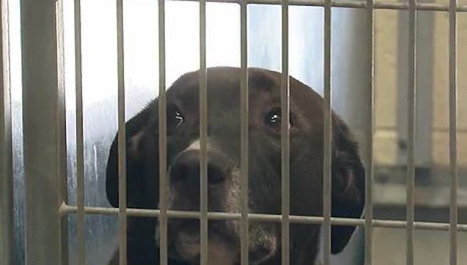 dog saved from Texas floods abandoned at shelter