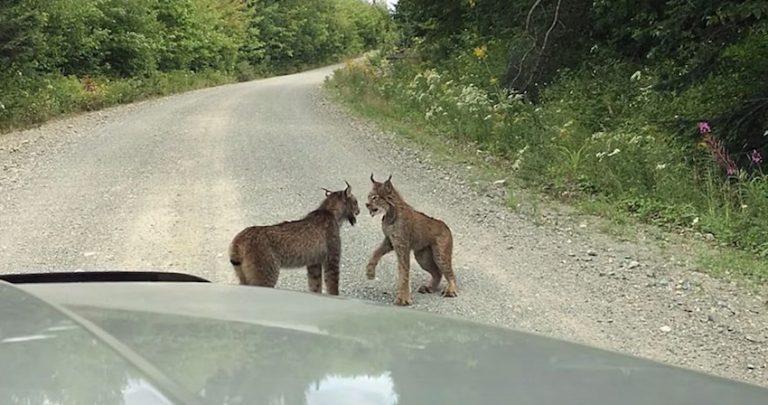 lynx stand-off