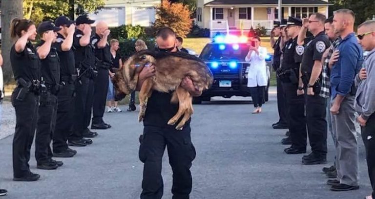 Beloved Police Dog Saluted For His 10 Years Of Dedicated Service Before Saying Goodbye
