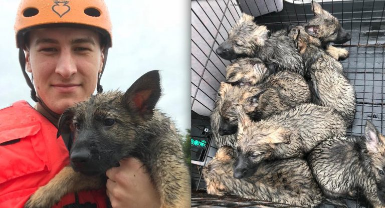Soldier Shares Photos Of Pets From Flood After He Feels Devastated By The Lives He Couldn’t Save