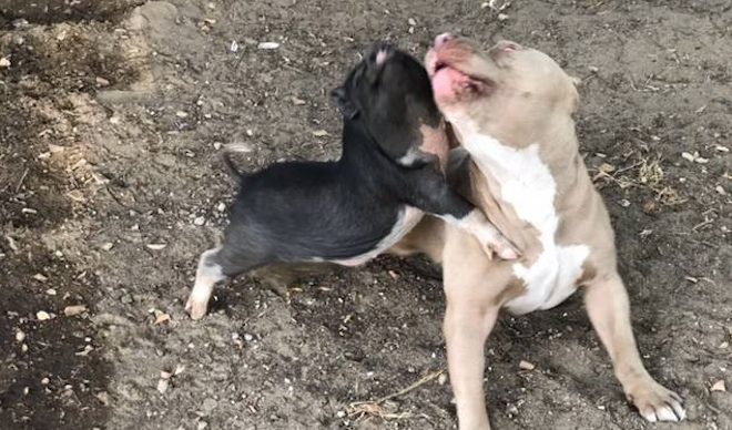 wandering pig and pit bull helped by police