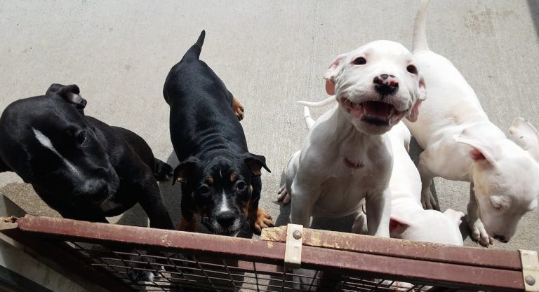 Man Who Cut The Throats Of Four Puppies Charged With Animal Cruelty