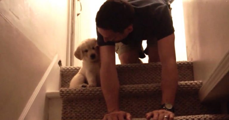 Dad Helps Teach Nervous Puppy How to Go Down Stairs
