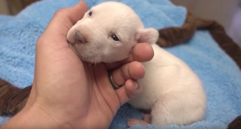 Veterinarian Saves 10 Day Old Puppy From Dying