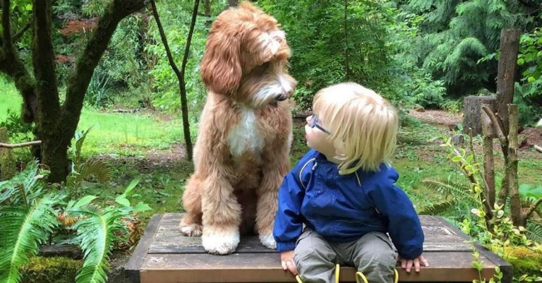 Adopted Dog And Foster Child Share Unbreakable Bond