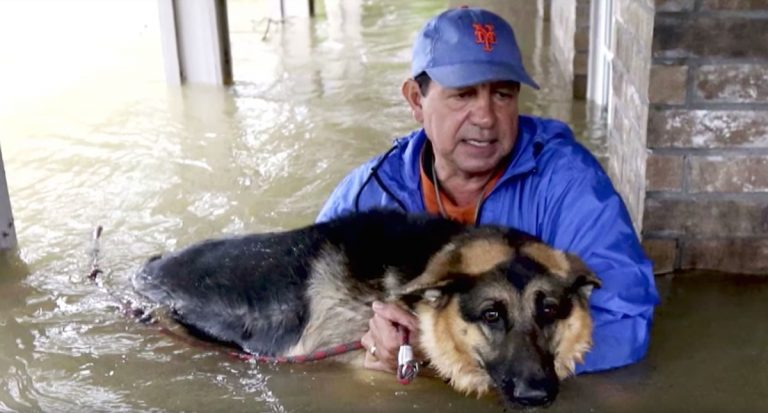 16 Heartwarming Moments Of People Saving Animals During Devastating Floods