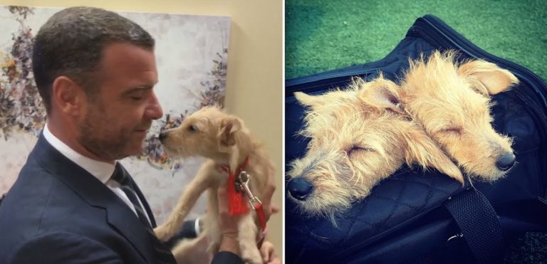 Liev Schreiber and dogs