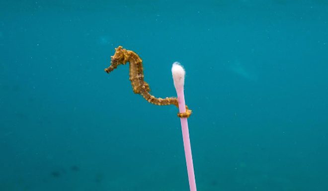 Photographer Wishes Viral Photo Of Seahorse ‘Didn’t Exist’ And Explains Why
