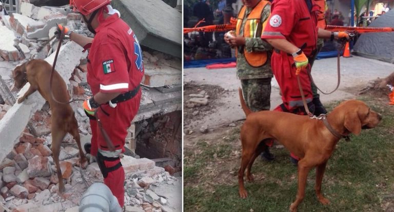 Titan search and rescue dog at work in Mexico Earthquake