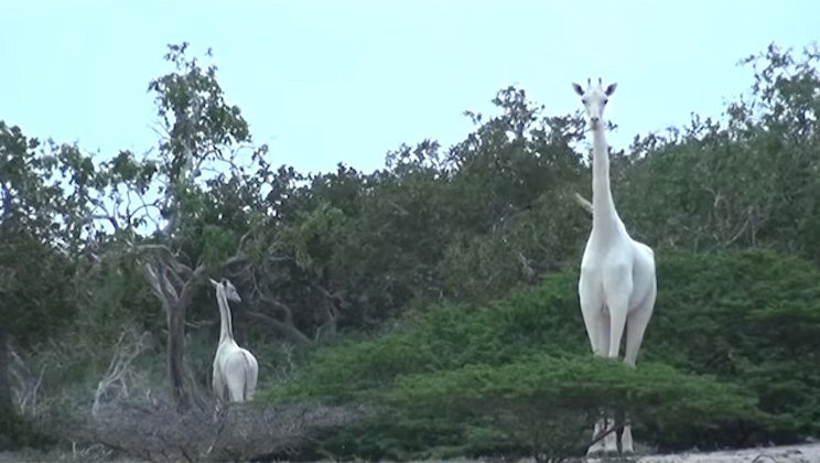 rare white giraffes