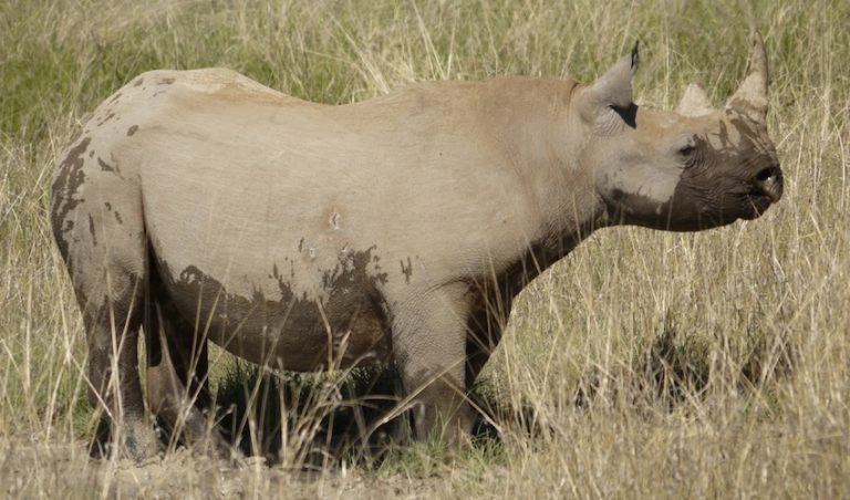 Rhino Injures Poachers Out To Kill Him