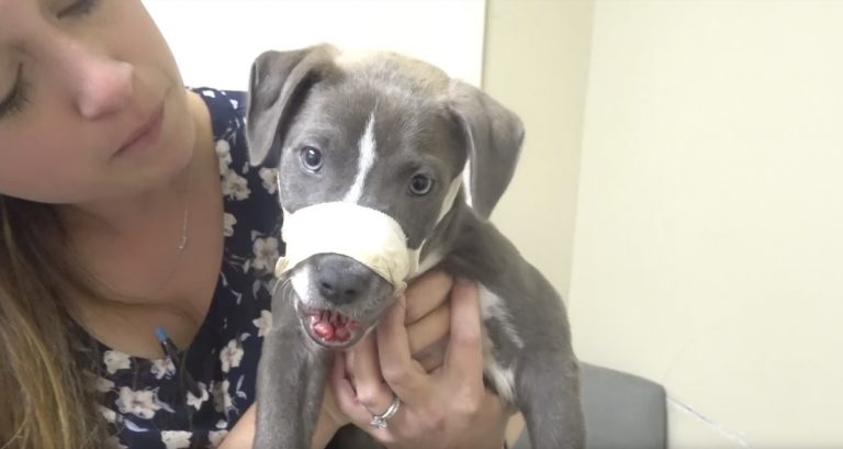 Aiden the puppy Vet Ranch