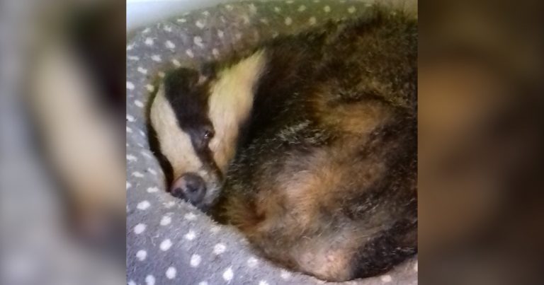 Family Finds Badger Making Himself At Home And Napping On Their Cat’s Bed