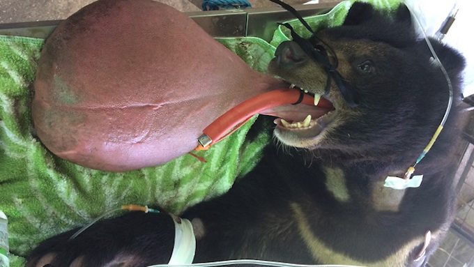 bear with swollen tongue