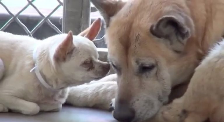 Elderly Dogs Abandoned At Shelter Faced Grim Future Until Rescuers Arrive