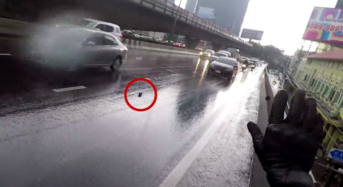Man Saves Scared Kitten From Being Killed In Traffic