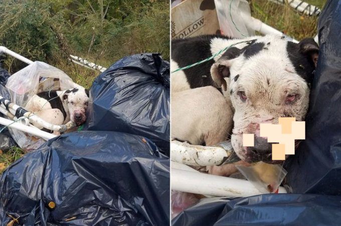 Abused Dog Left For Dead In Trash Could Barely Lift His Head When Rescuers Find Him