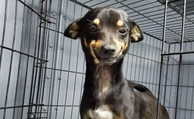 Shelter Dog’s Goofy Smile Wins People’s Hearts And Gets Him A New Family Too