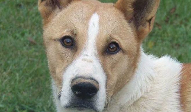 Sweet Puppy Dragging 6-pound Tumor And Dumped At Shelter To Be Put Down Gets A Second Chance