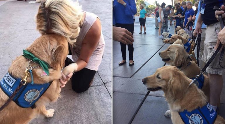 comfort dogs in Las Vegas