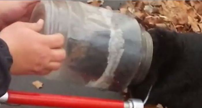 Stray Dog With Jar Stuck On Her Head Rescued Just In Time