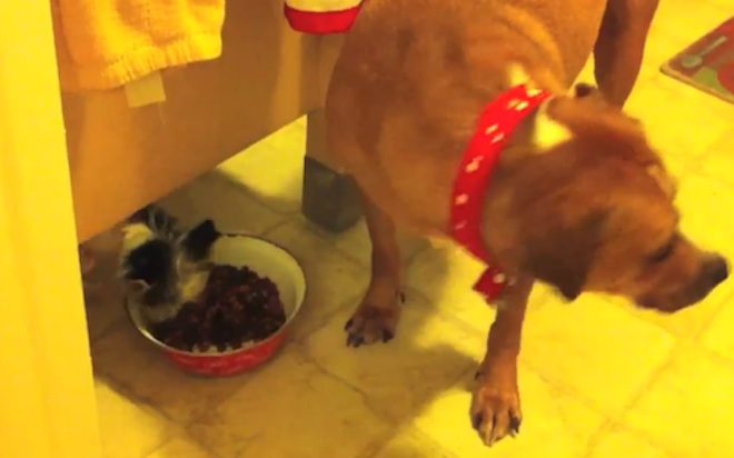 Puppy Sneaks A Bite To Eat When Big Dog Not Looking