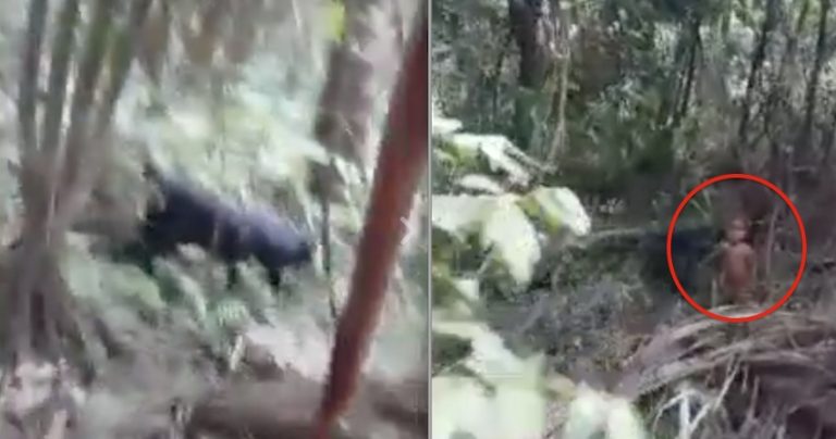 dog finds lost toddler