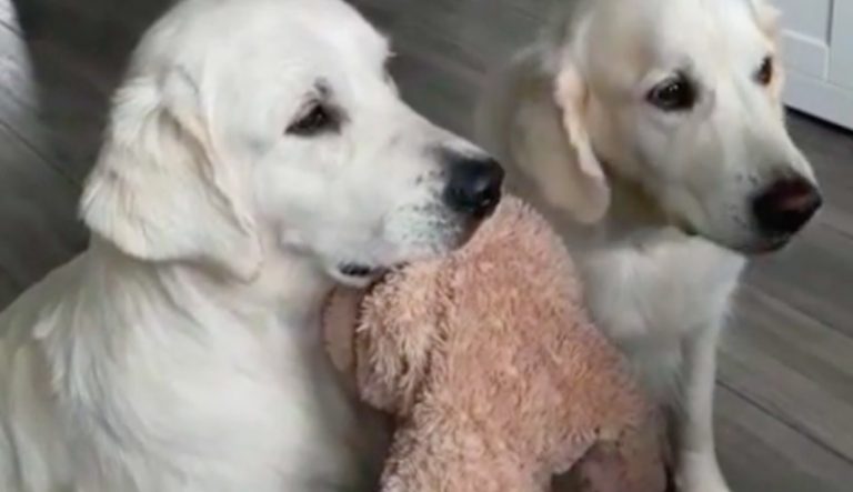 dog swap toy for treats