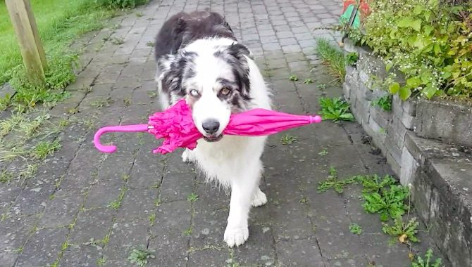 dog dancing with umbrella