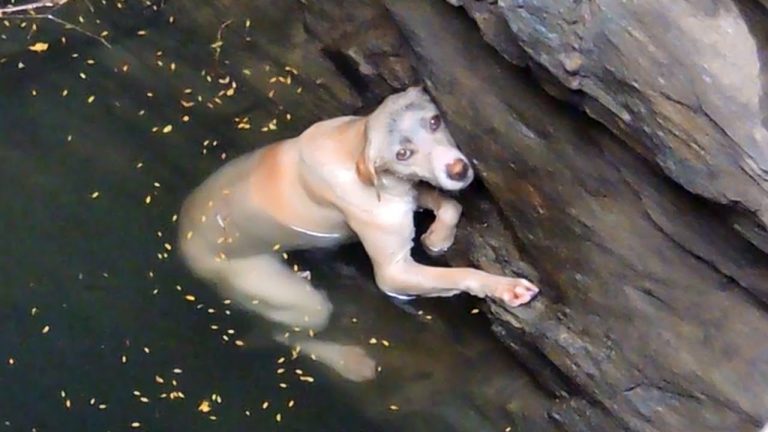 Animal Aid saves drowning dog