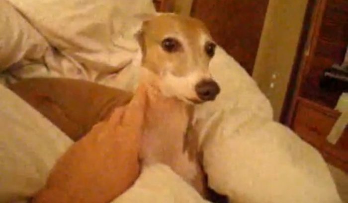 Italian Greyhound reacts to scary story