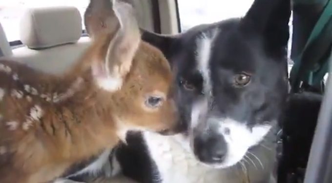 dog fosters fawn