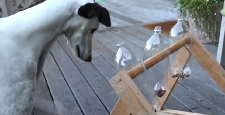 Greyhound solves puzzle