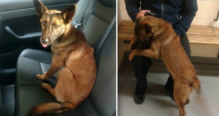 German Shepherd Dog On Highway Did Not Want To Leave Her Deceased Friend’s Side