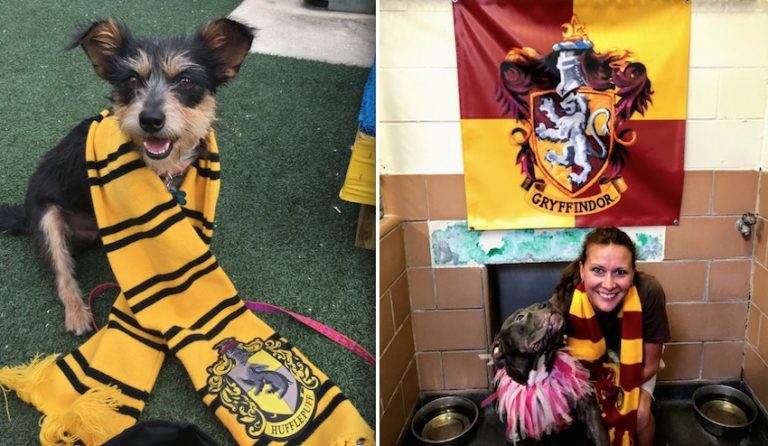 Shelter Begins Sorting Dogs By Harry Potter’s Hogwart Houses To Encourage Adoption