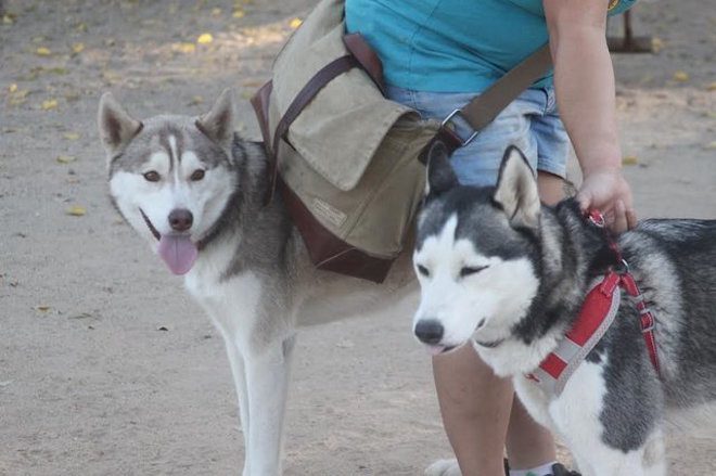 Husky Sisters Abandoned At Dog Park With Their Toys And A Sad Note