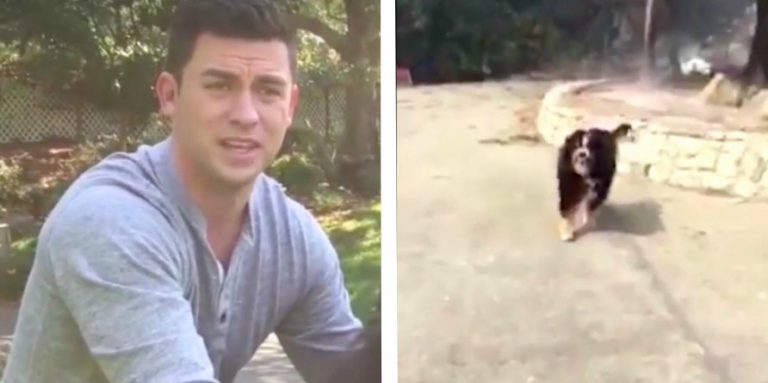 dog found after wildfires