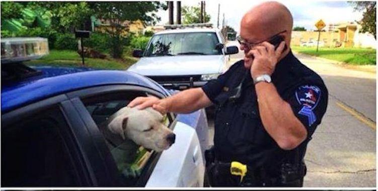 cop saves lost pitbull