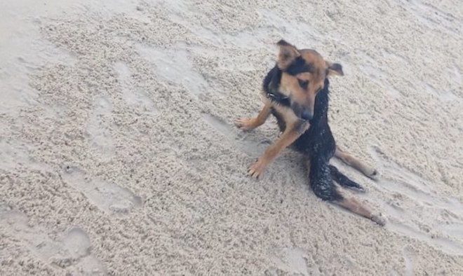 Woman Finds Paraplegic Stray Dog On Thai Beach And Brings Him Home