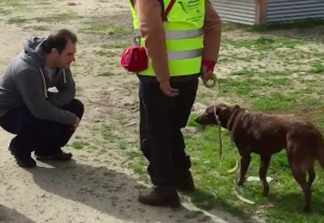 Long Lost Dog Bursts Out In Joy After She Realizes The Man In Front Of Her Is Her Dad