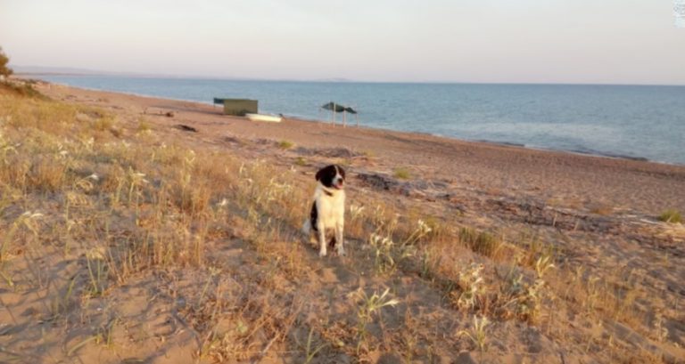 Lonely Stray Dog With ‘Proud Soul’ Walks Up To A Stranger On Beach And Right Into Her Heart