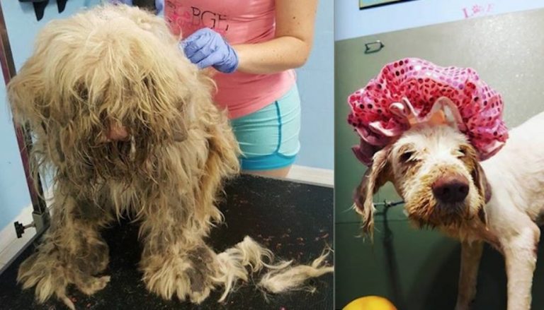 Groomer Insists On Helping Dog In Middle Of The Night, Refuses To Let Him Suffer A Second Longer