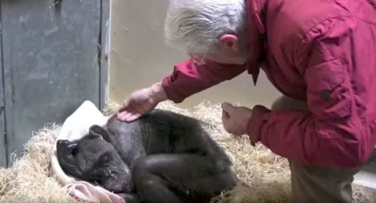 mama the chimp says goodbye to van Hooff