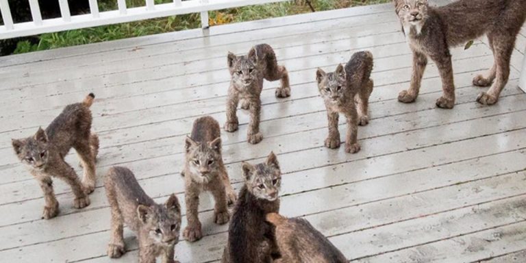 mama lynx and seven kittens on porch