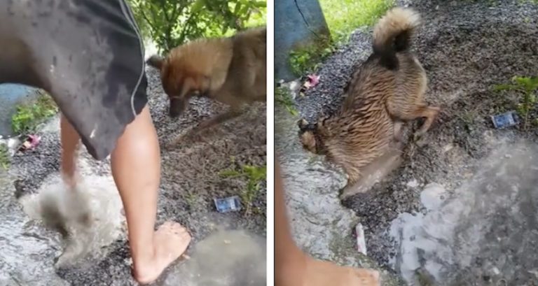 mama dog helps save her drowning puppies