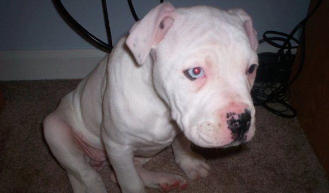Family Who Believes Their Dog Intentionally Poisoned Pleas For Help