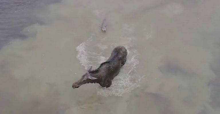 wolf attacks moose