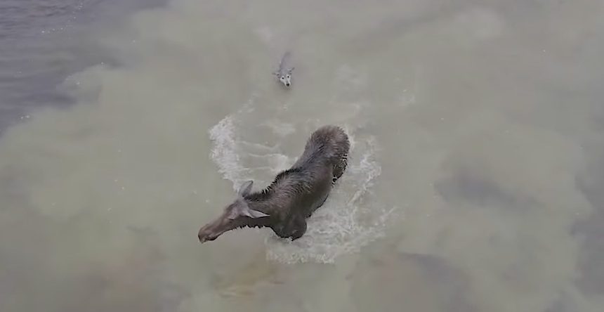 Lone Wolf Attacking Moose Captured In Amazing Drone Footage